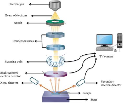 scanning electron microscopy slideshare|Scanning Electron Microscope (SEM) .